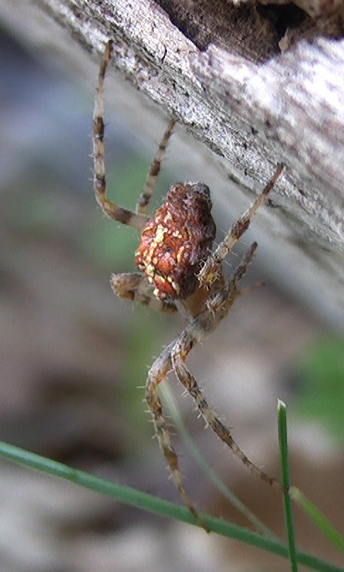 Femmina di Araneus diadematus  - Monte S. Angelo (FG)